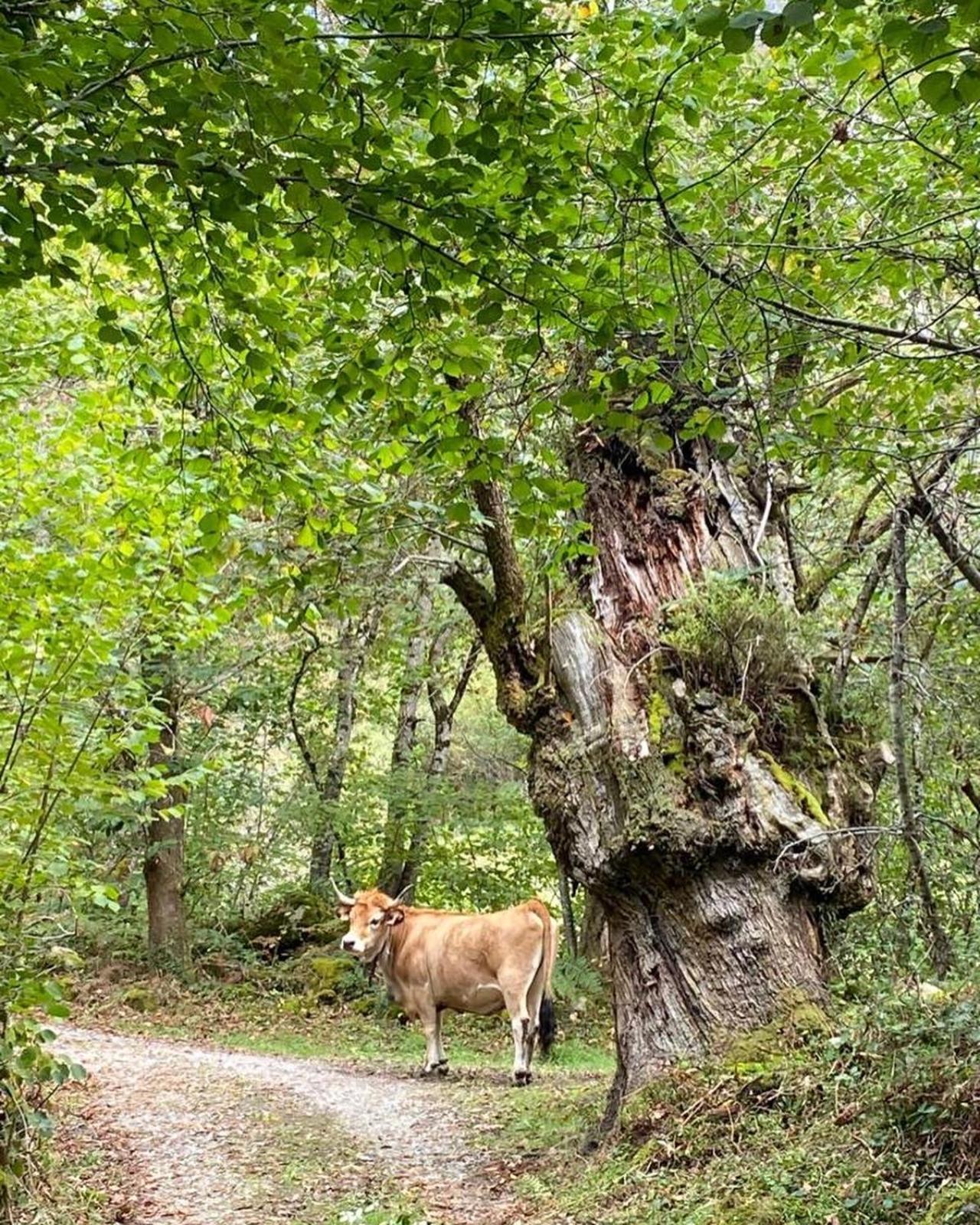 Casa Rural Espinareu La Villa Dış mekan fotoğraf